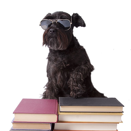 chien-lunettes-162