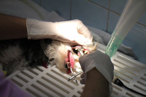 Dentisterie animale