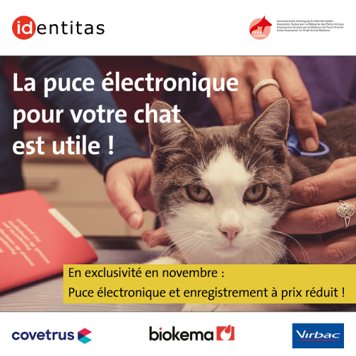 En novembre: prix réduit sur les puces électroniques pour chats